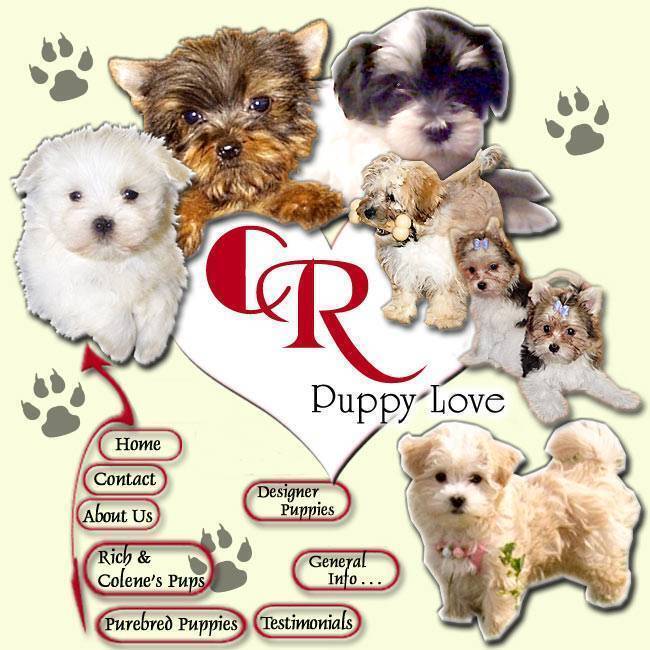 maltese mix puppies for sale