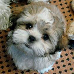 Teddy Bear Puppies on The New Teddy Bear Puppies Are Becoming Very Popular With Everyone The